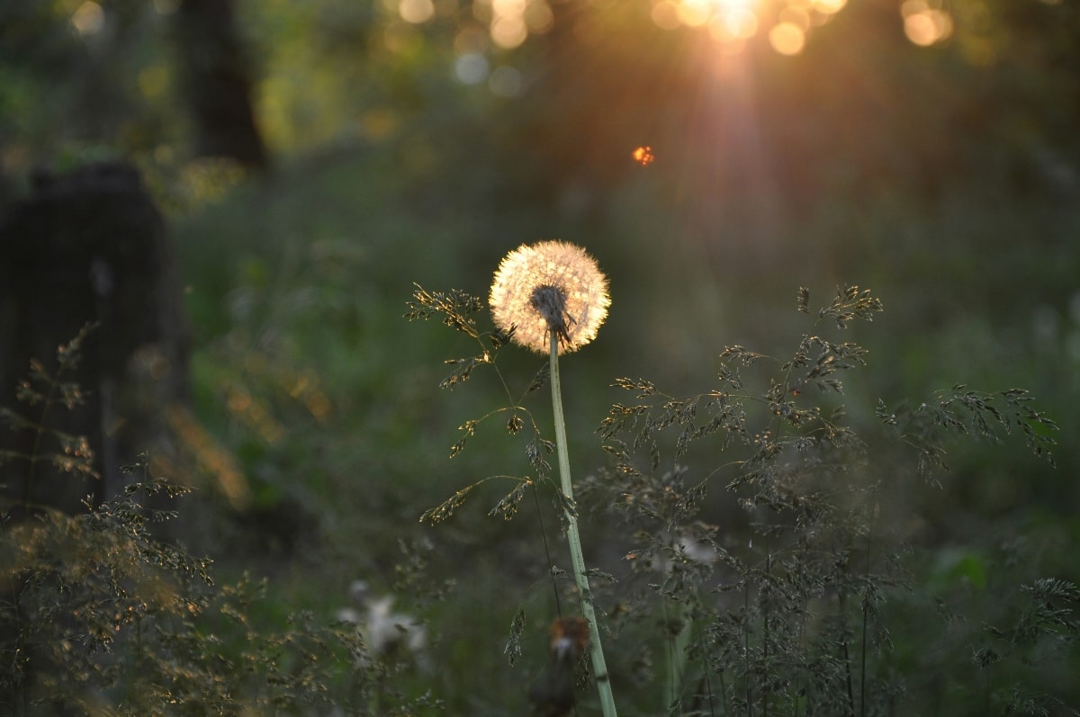 Single flower growing in a field, symbolizing embracing your unique identity and trusting God's purpose for your life.